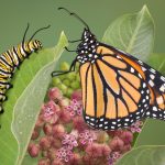 monarch